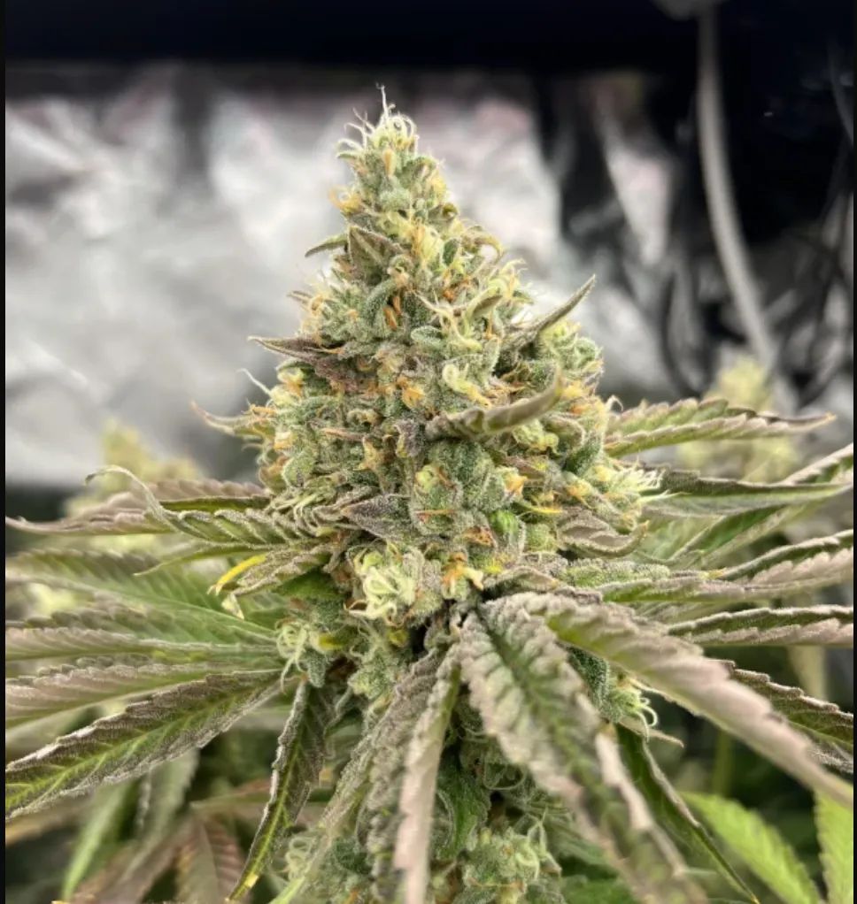 Gorilla Melon — 4