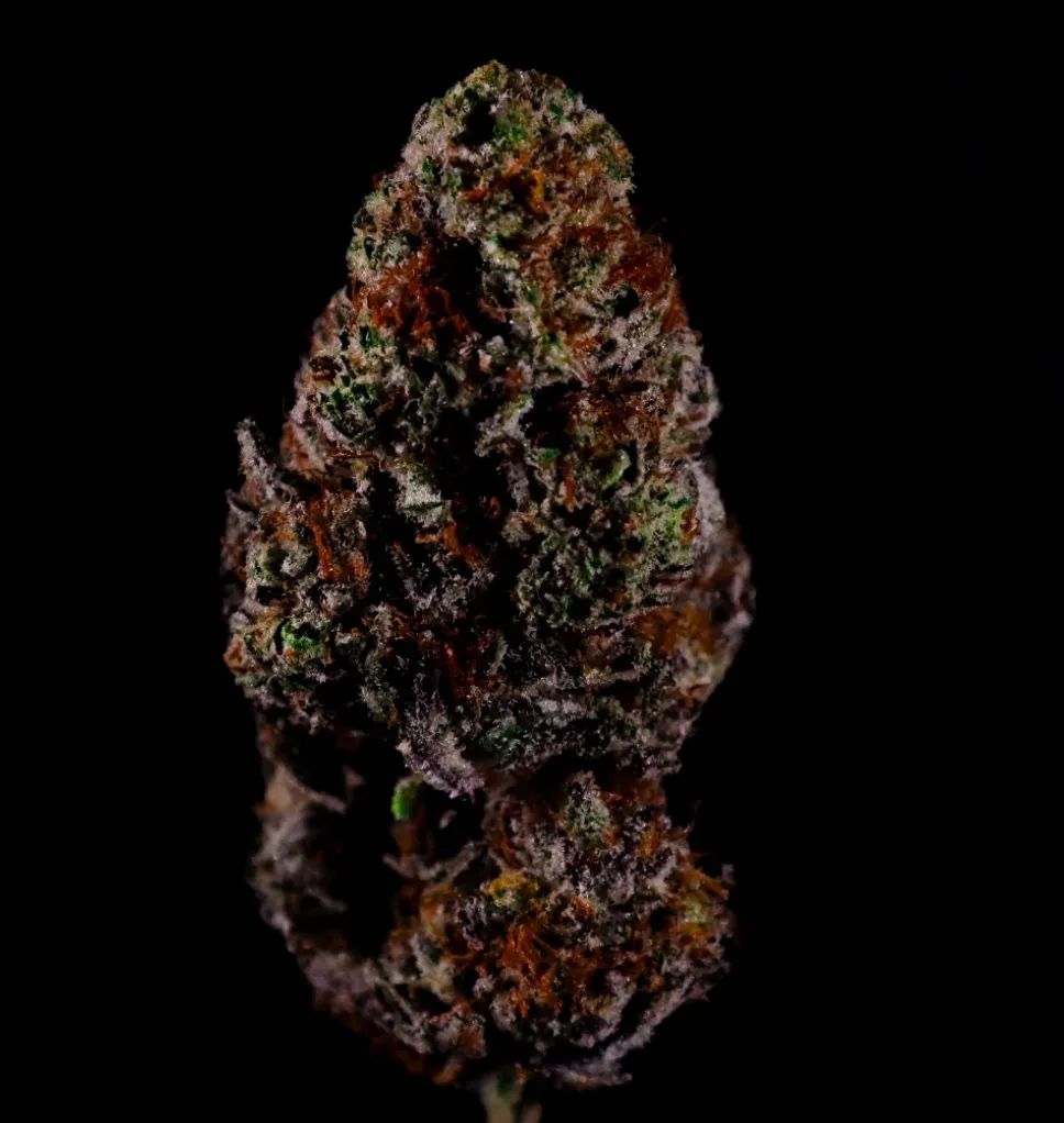 Gorilla Melon — 5