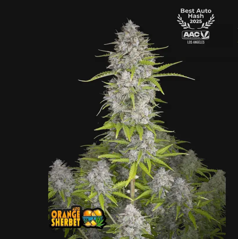 Orange Sherbet Auto — 1