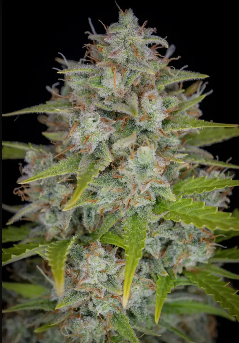 Orange Sherbet Auto — 2