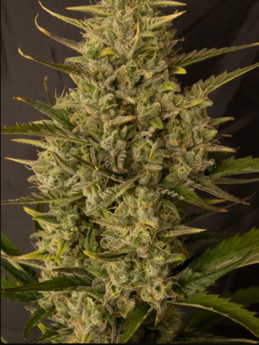 Orange Sherbet Auto — 3