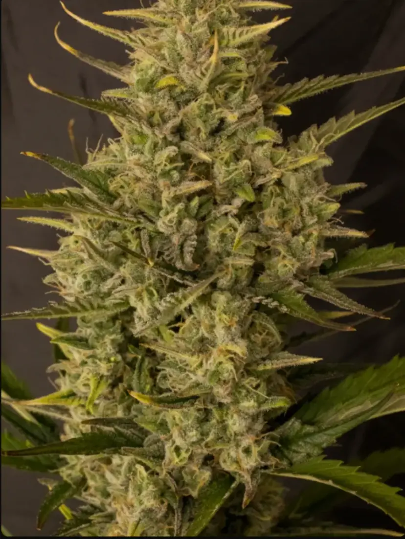 Orange Sherbet Auto — 3