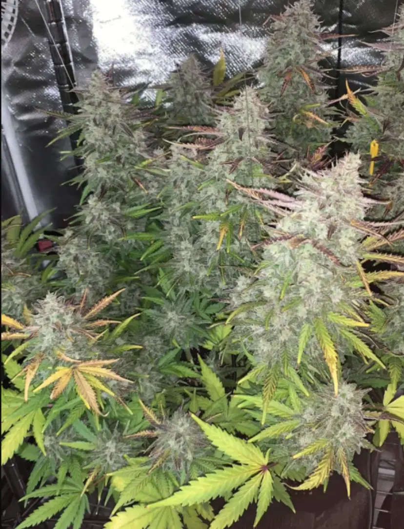 Orange Sherbet Auto — 4