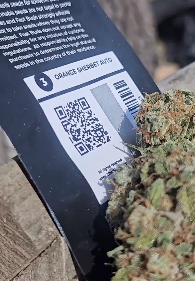 Orange Sherbet Auto — 5