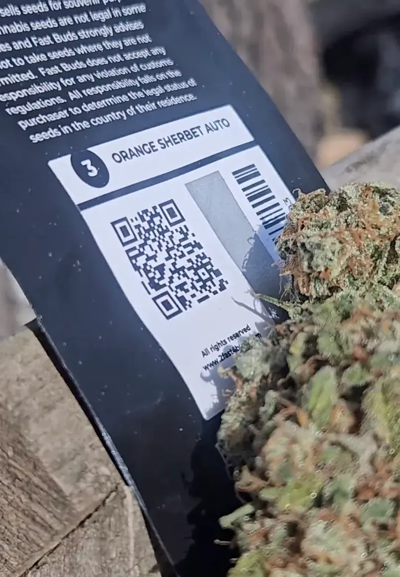 Orange Sherbet Auto — 5