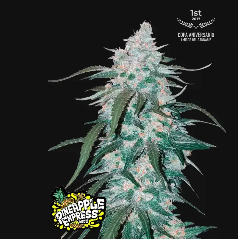 Pineapple Express — 1