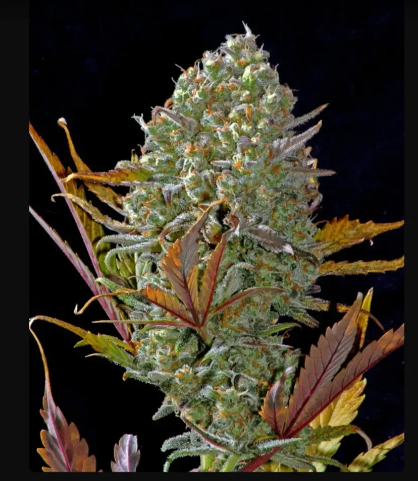 Pineapple Express — 2
