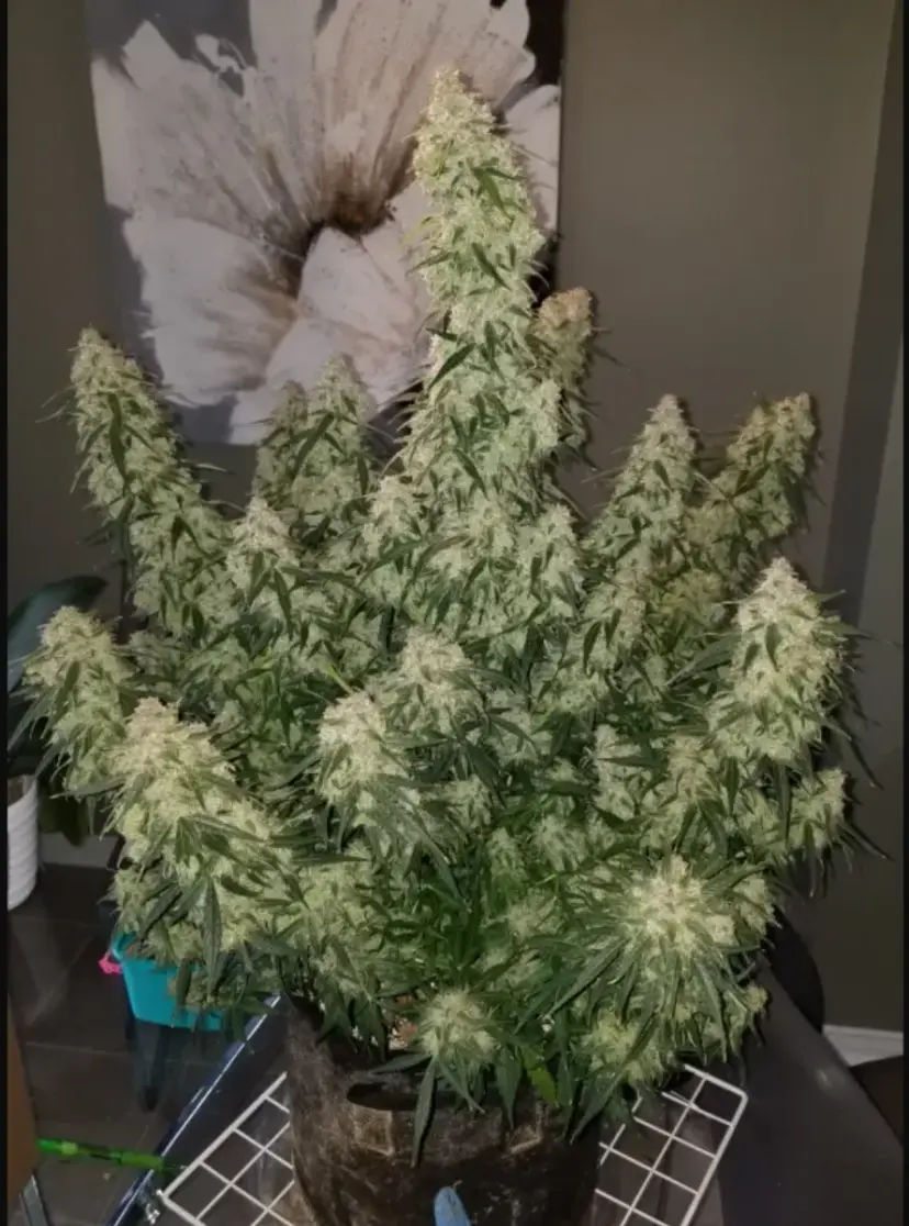 Pineapple Express — 3