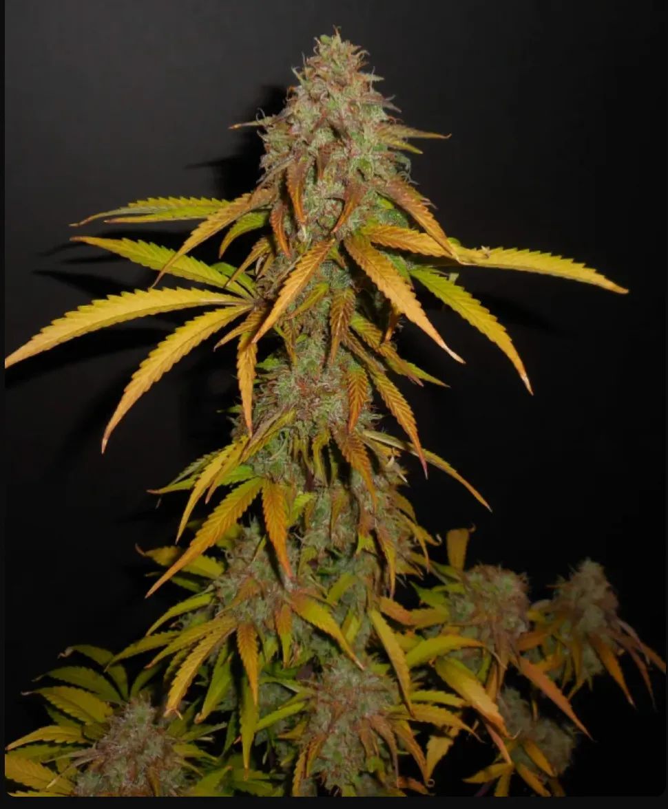 Pineapple Express — 4