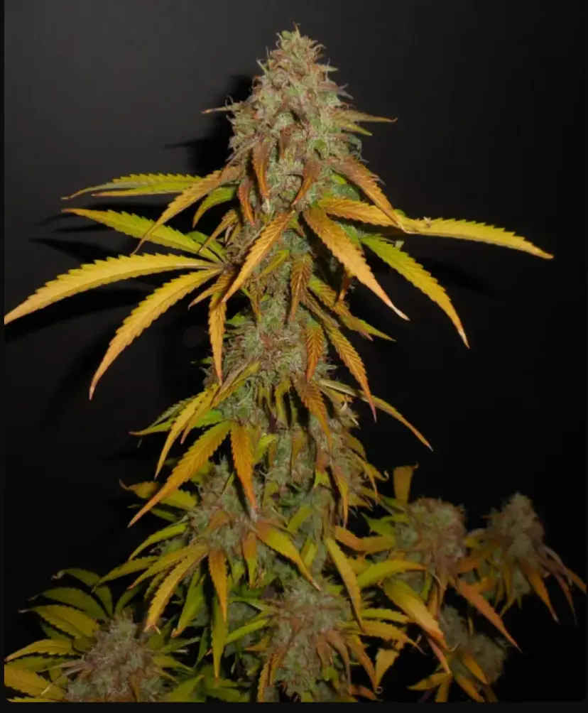 Pineapple Express — 4