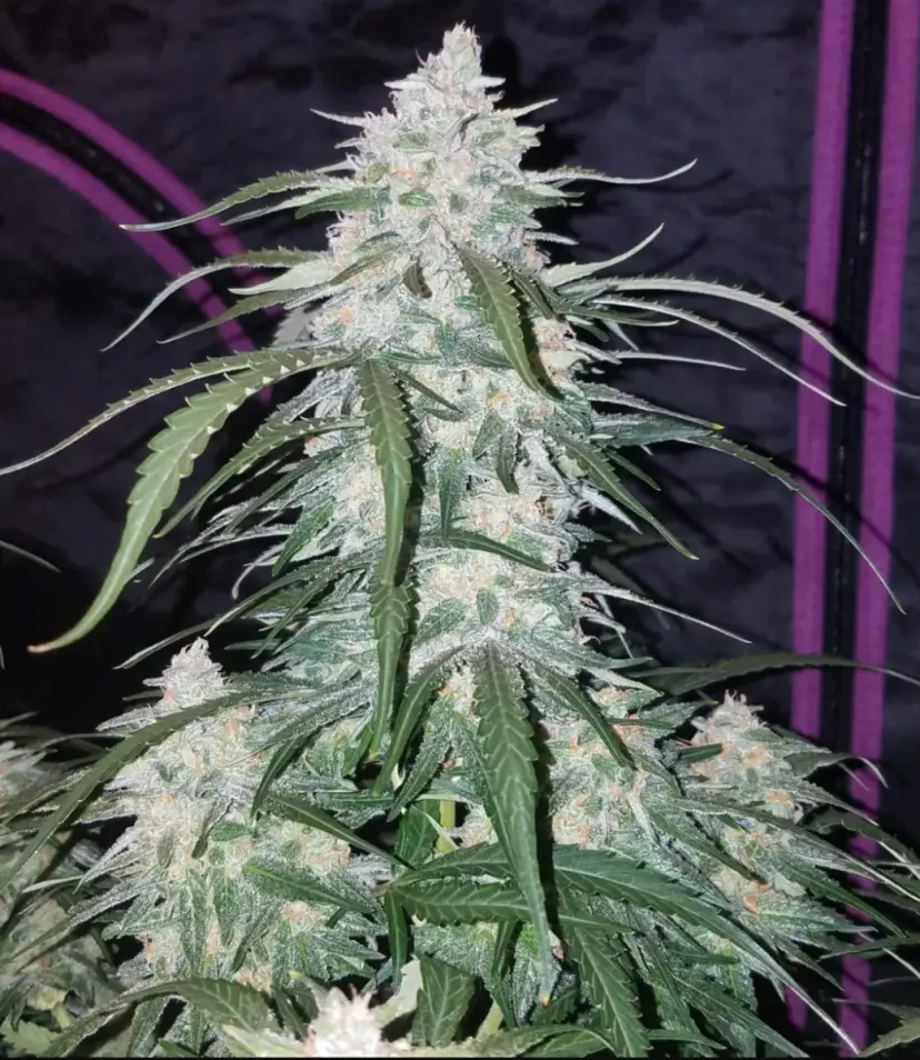 Pineapple Express — 5