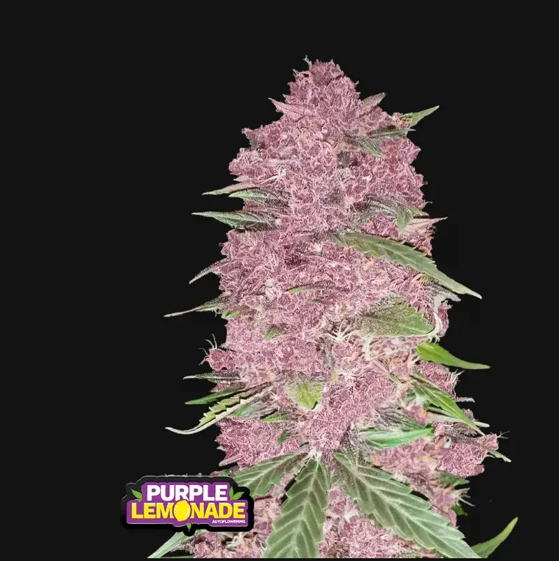 Purple Lemonade Auto — 1