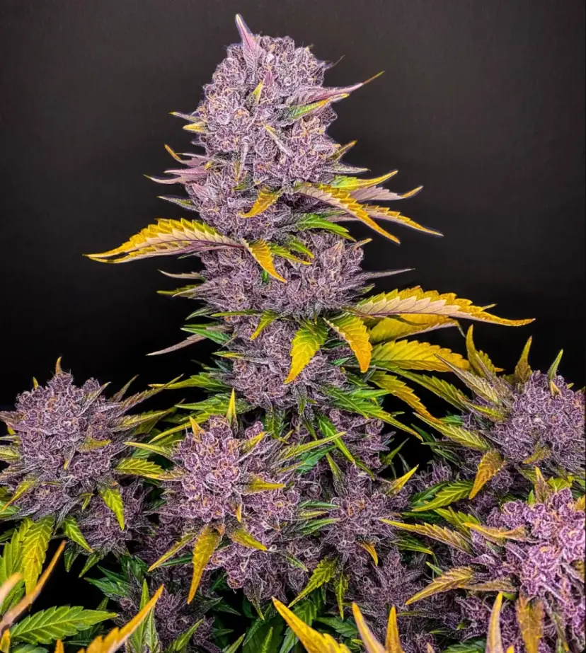 Purple Lemonade Auto — 2