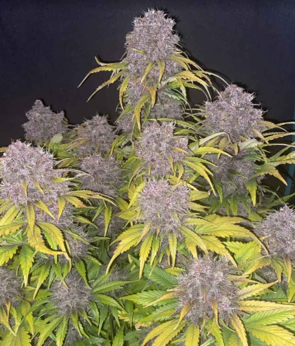 Purple Lemonade Auto — 3