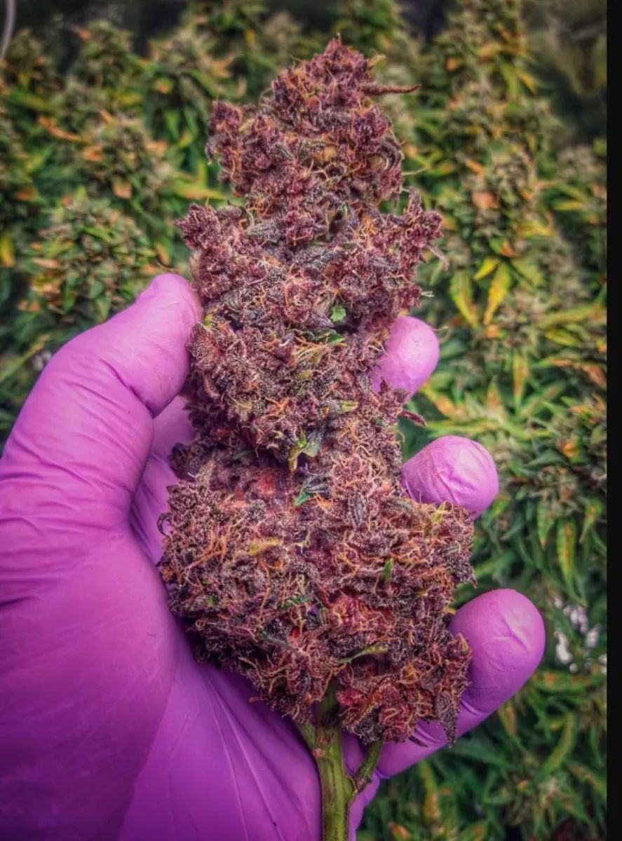 Purple Lemonade Auto — 4