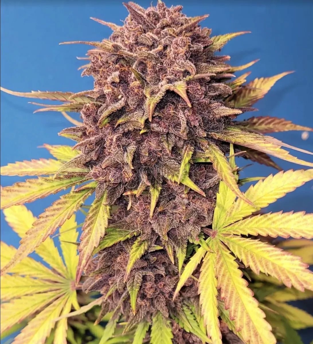Purple Lemonade Auto — 5