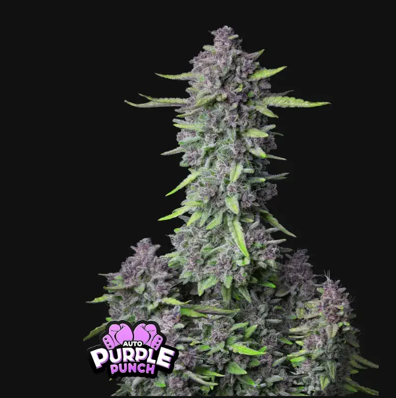 Purple Punch Auto — 1