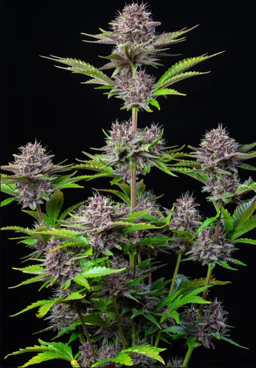 Purple Punch Auto — 2