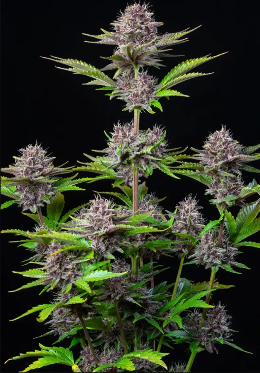 Purple Punch Auto — 2