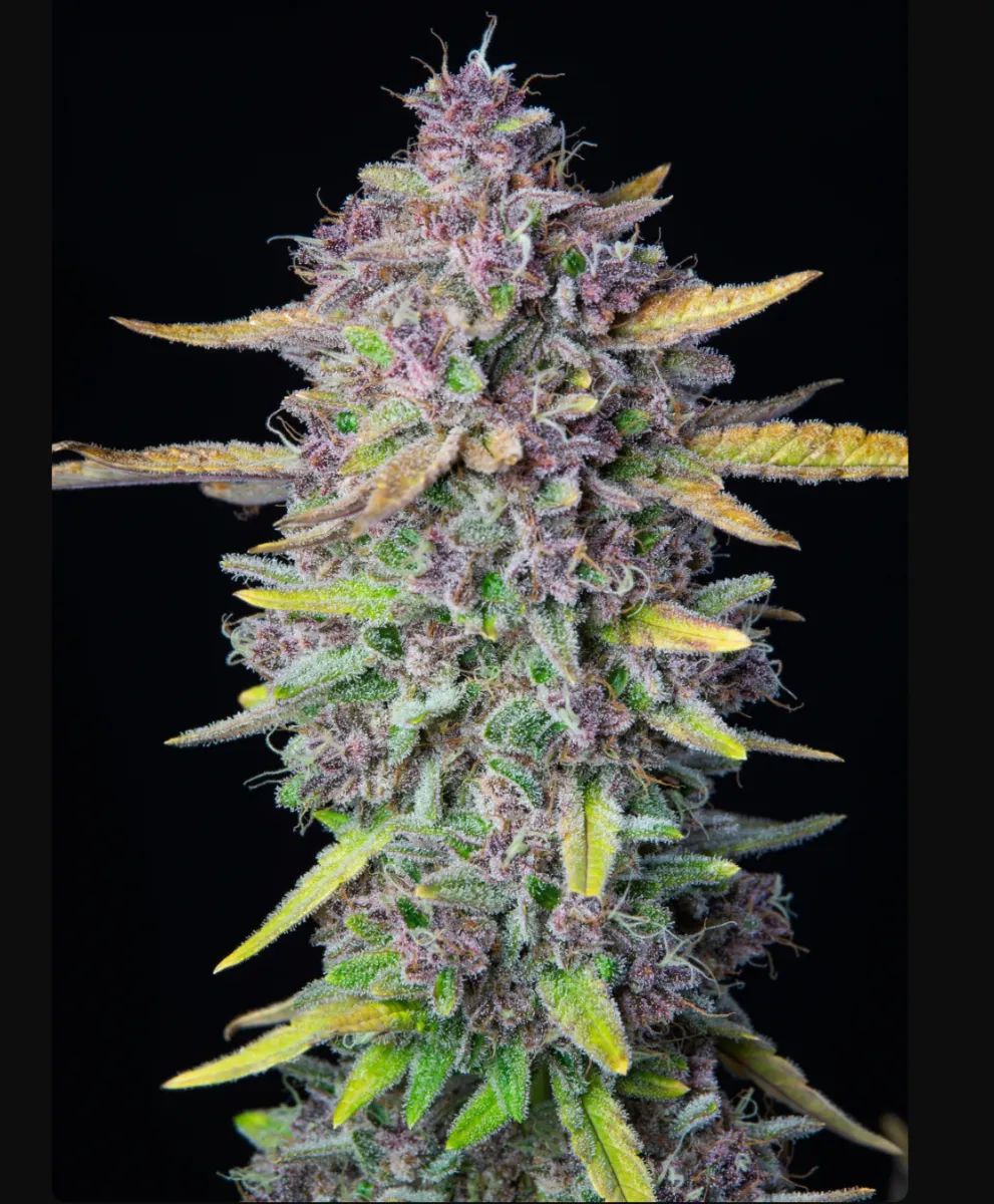 Purple Punch Auto — 3