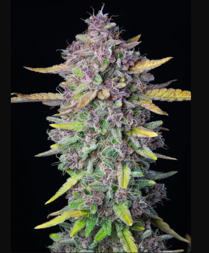 Purple Punch Auto — 3