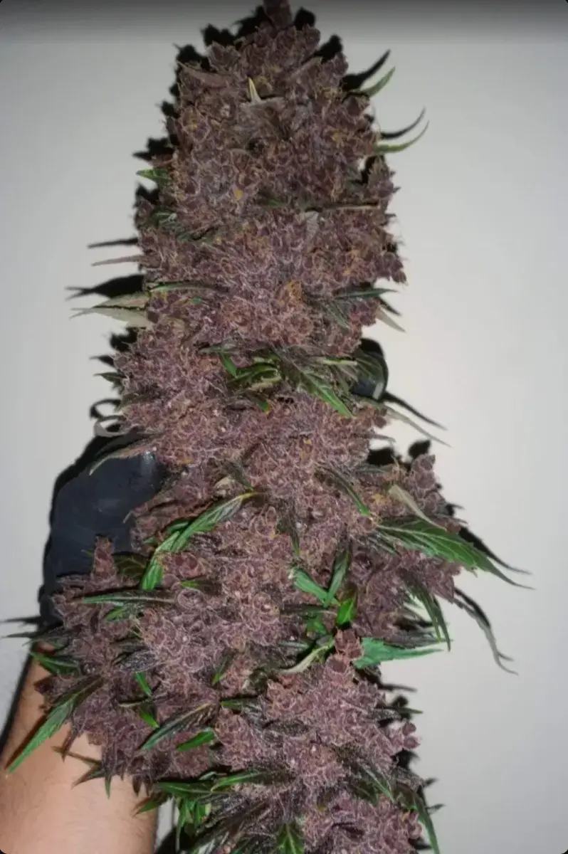 Purple Punch Auto — 5