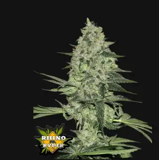 Rhino Ryder Auto