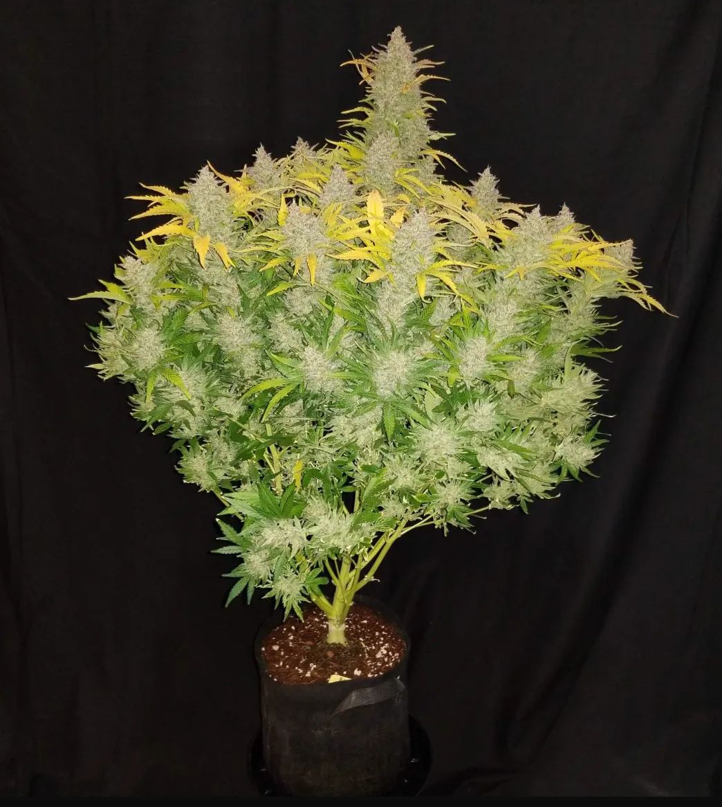 Rhino Ryder Auto — 2