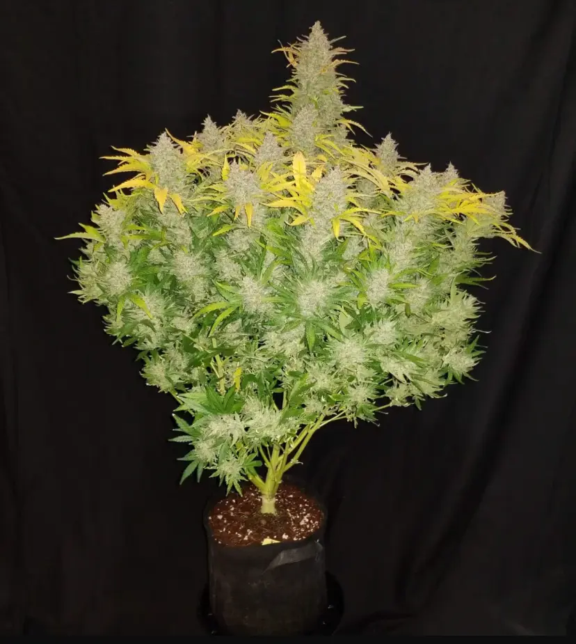 Rhino Ryder Auto — 2