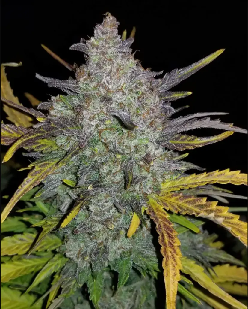 Rhino Ryder Auto — 3