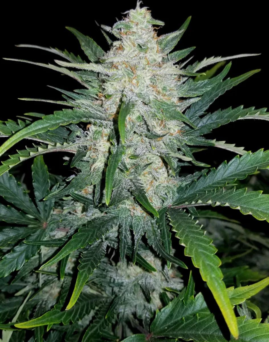 Rhino Ryder Auto — 4