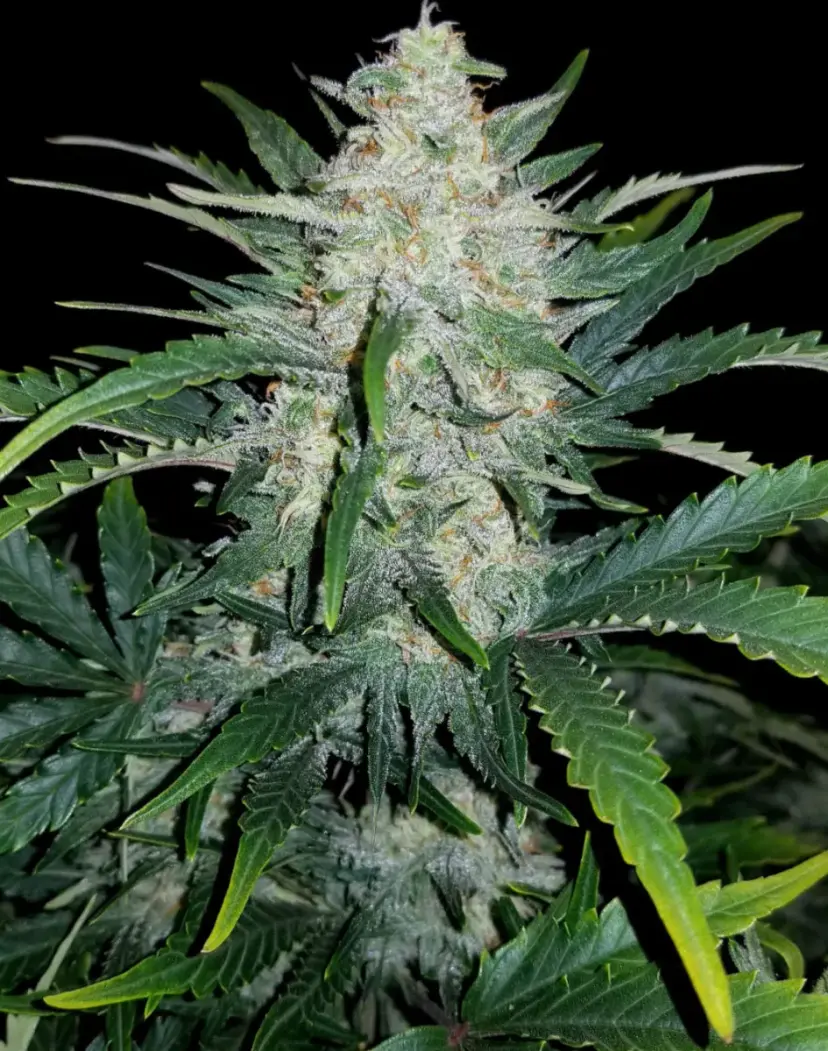 Rhino Ryder Auto — 4