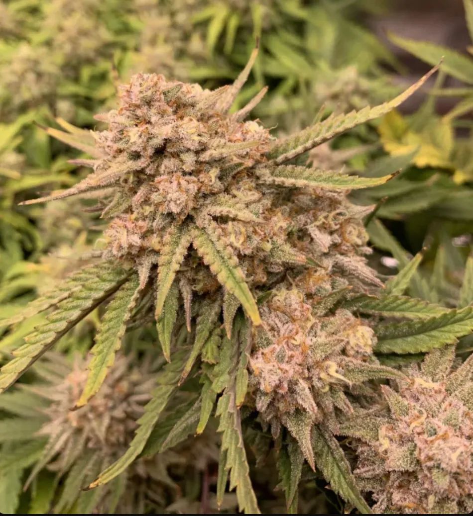 Six Shooter — 5