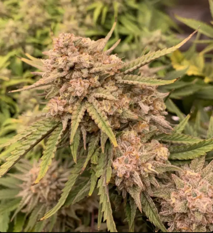 Six Shooter — 5