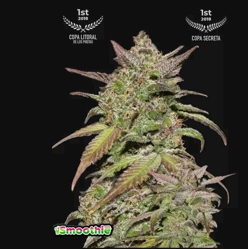 Smoothie Auto — 1