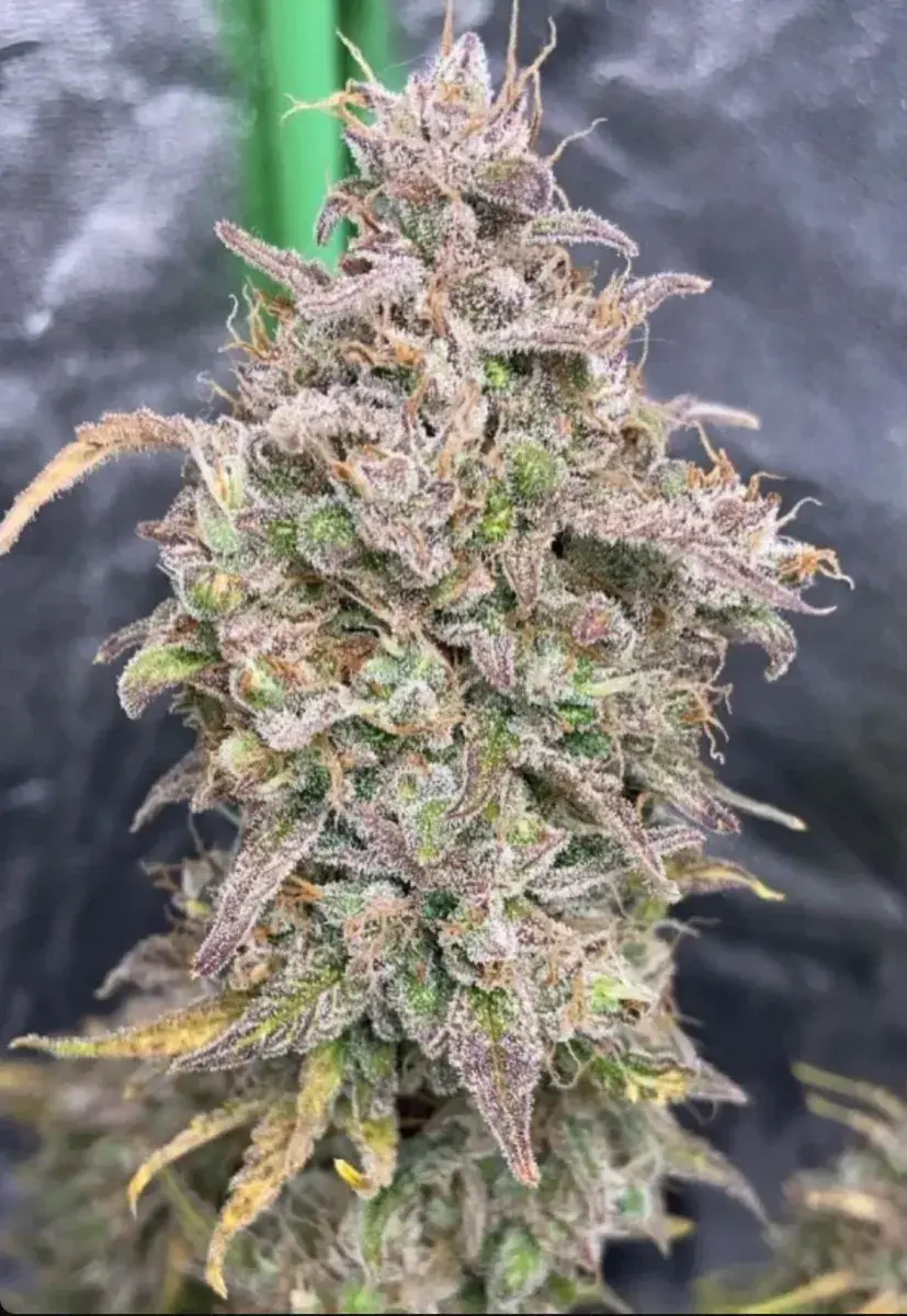 Smoothie Auto — 3