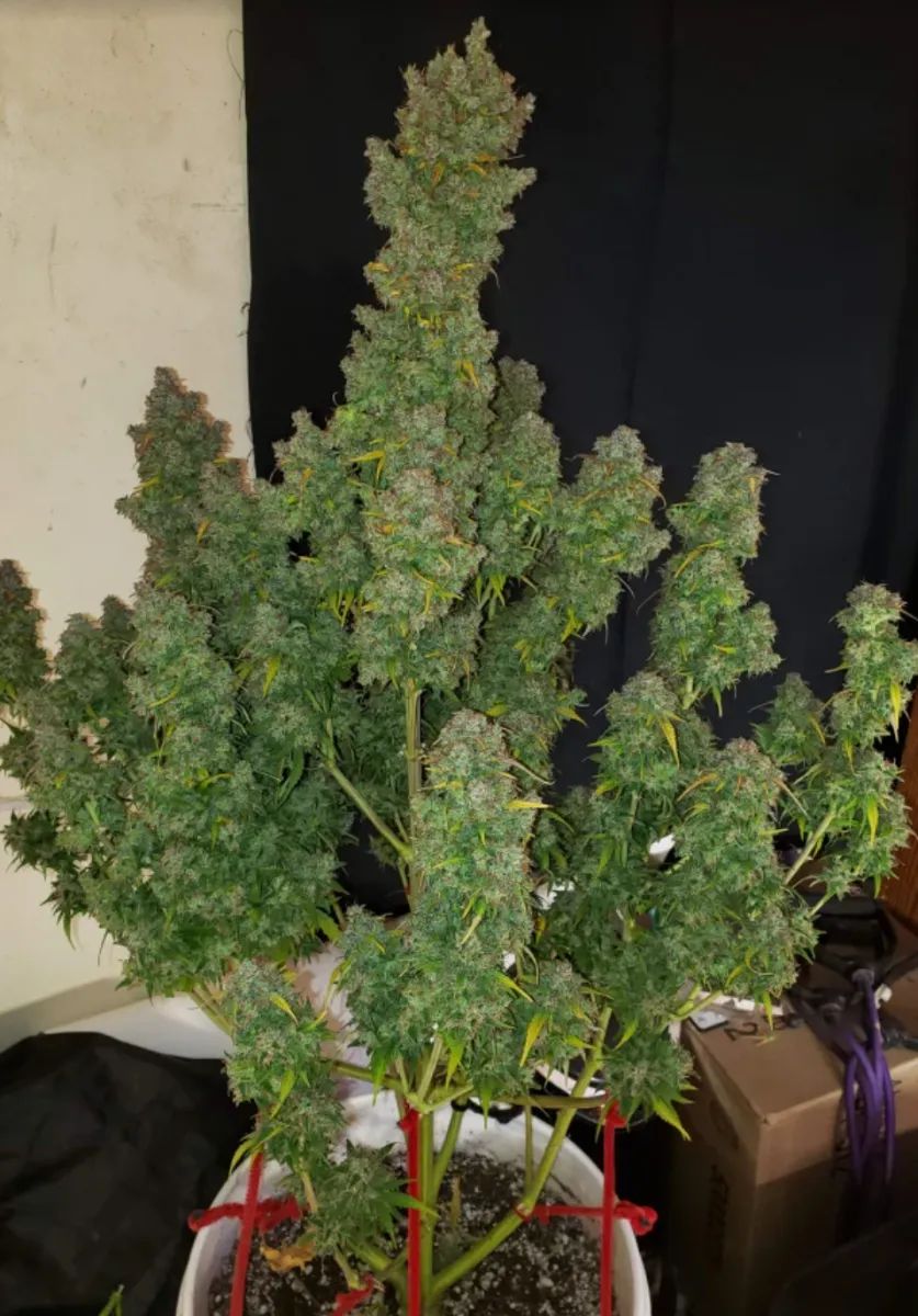 Smoothie Auto — 5