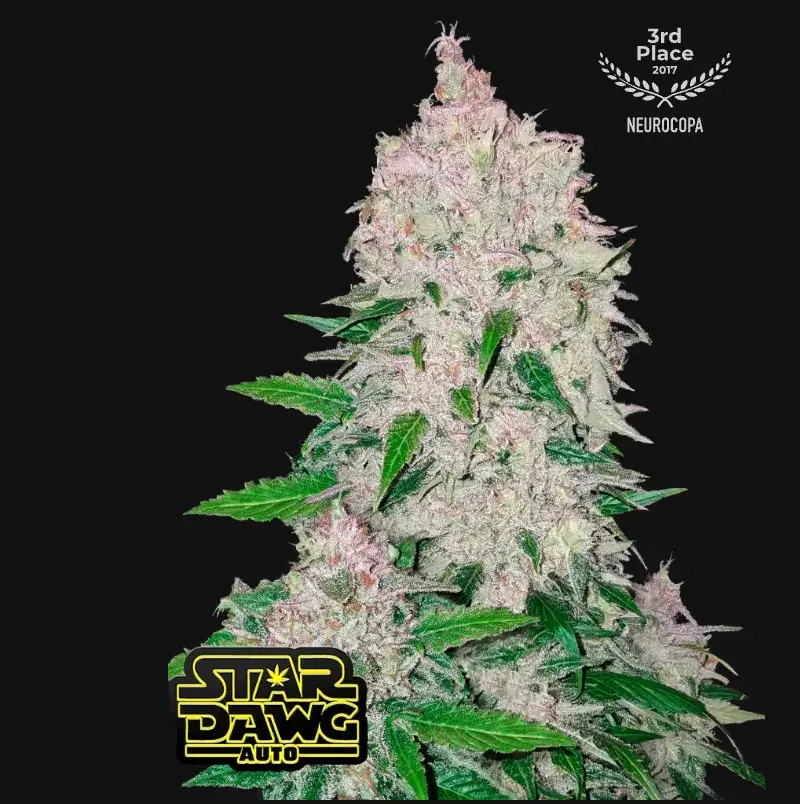 Stardawg Auto — 1