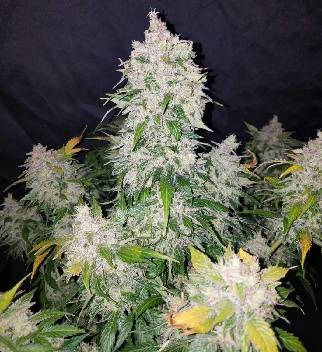 Stardawg Auto — 2