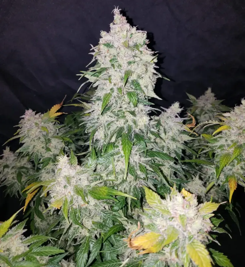 Stardawg Auto — 2