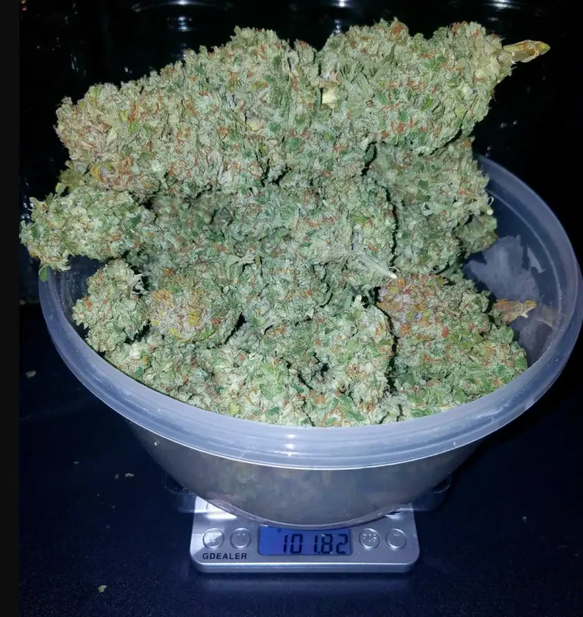 Stardawg Auto — 3
