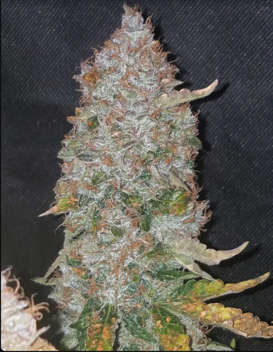 Stardawg Auto — 4