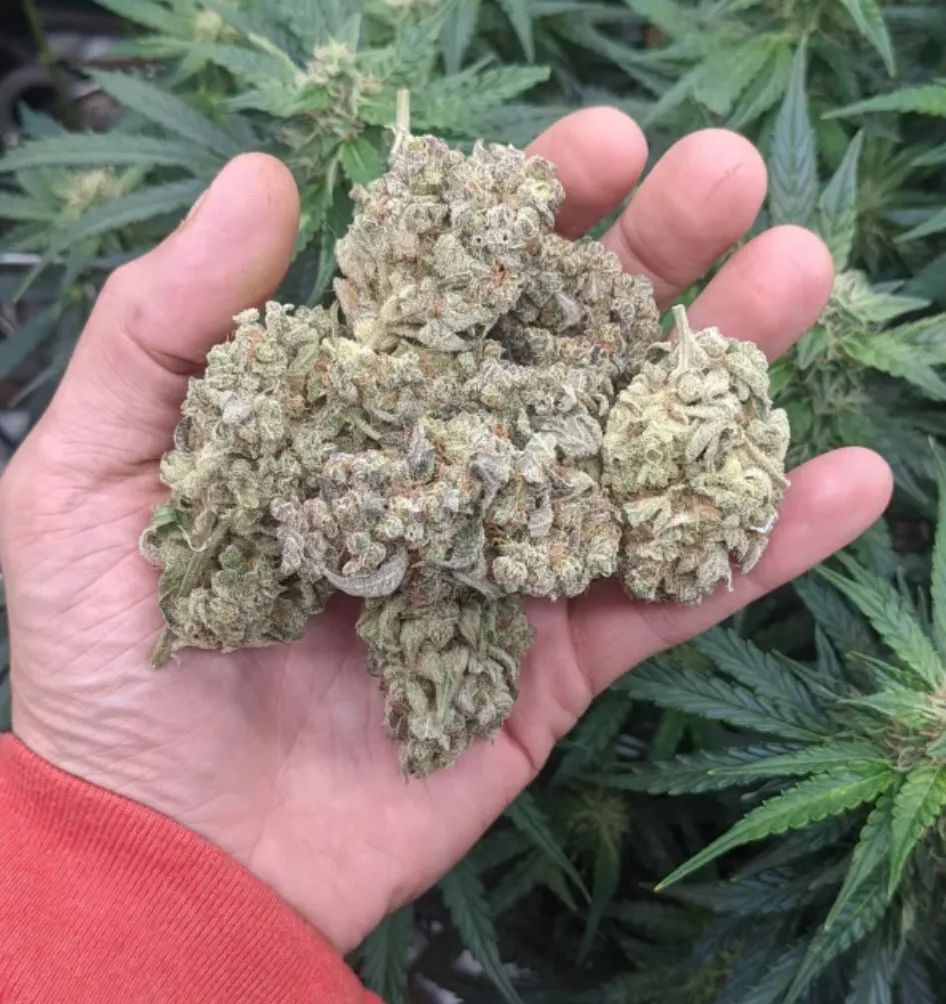 Stardawg Auto — 5