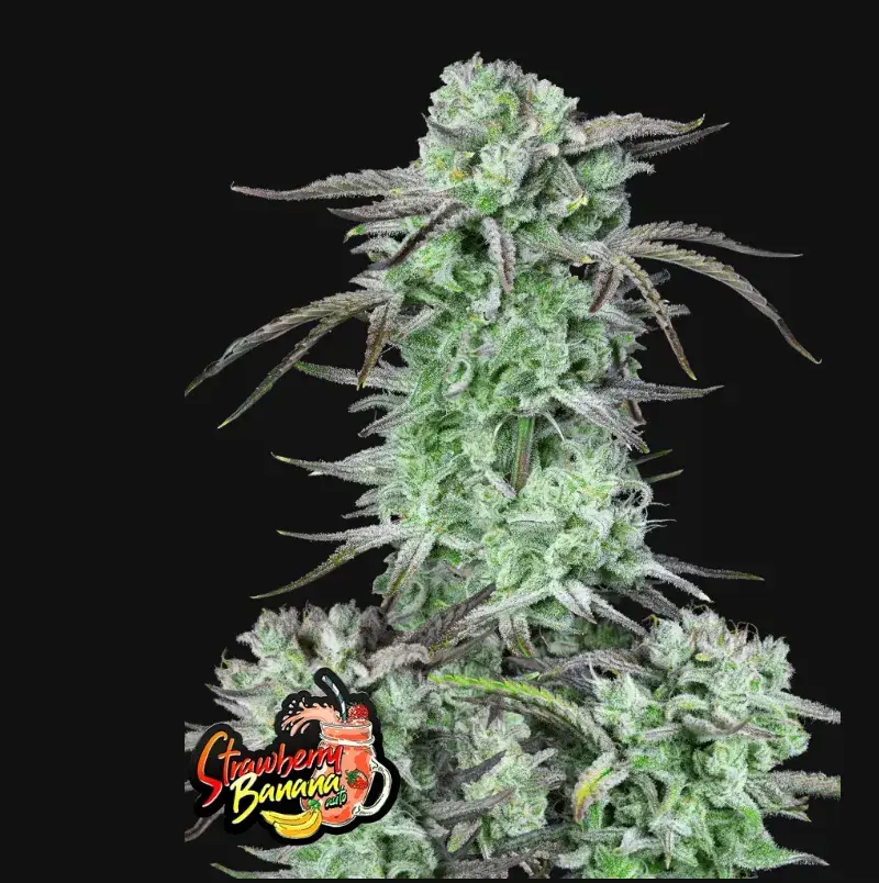 Strawberry Banana Auto — 1