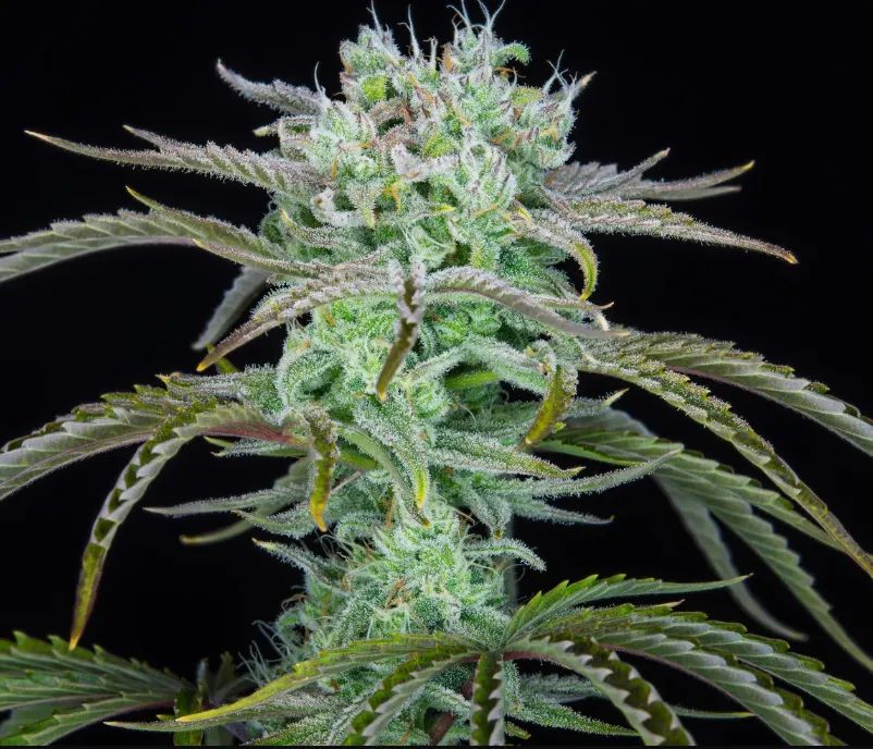 Strawberry Banana Auto — 2