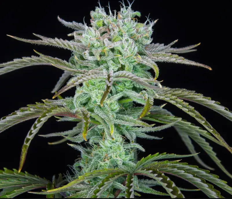 Strawberry Banana Auto — 2