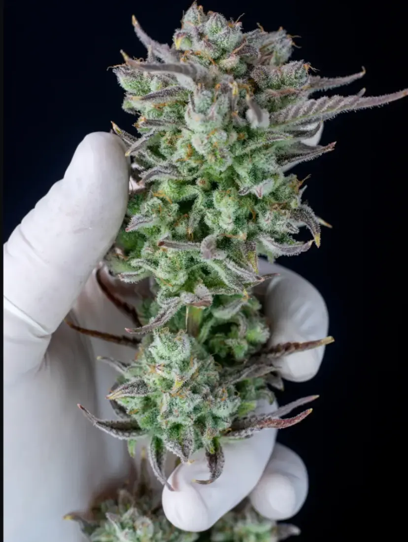 Strawberry Banana Auto — 3