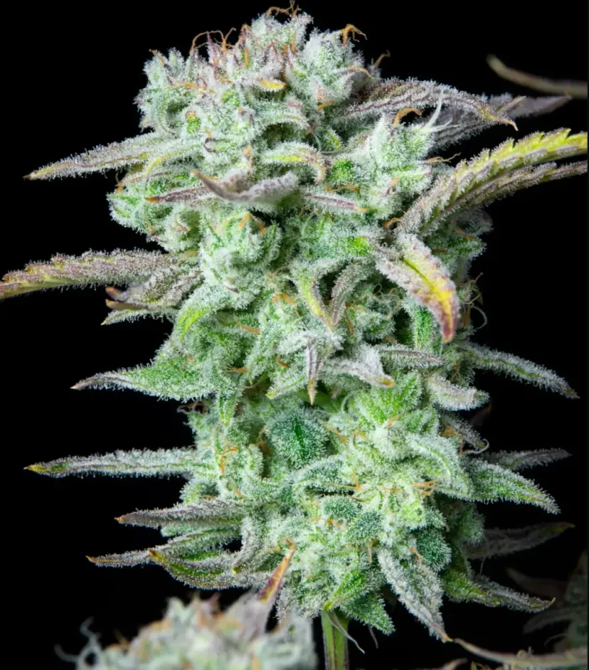 Strawberry Banana Auto — 4