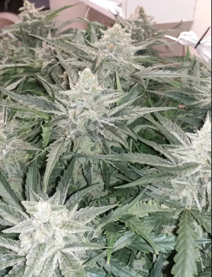 Strawberry Banana Auto — 5