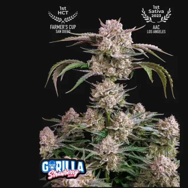 Strawberry Gorilla Auto — 1